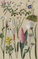 Flore alpine